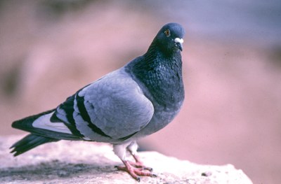Know Your Doves — Texas Parks & Wildlife Department
