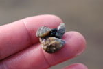 hand with 2 zebra mussels