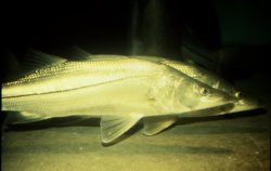 two snook swimming underwater