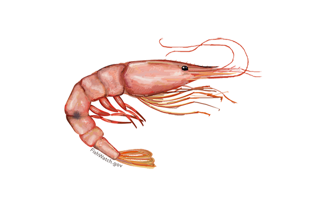 Illustrated image of a Pink Shrimp from NOAA. 