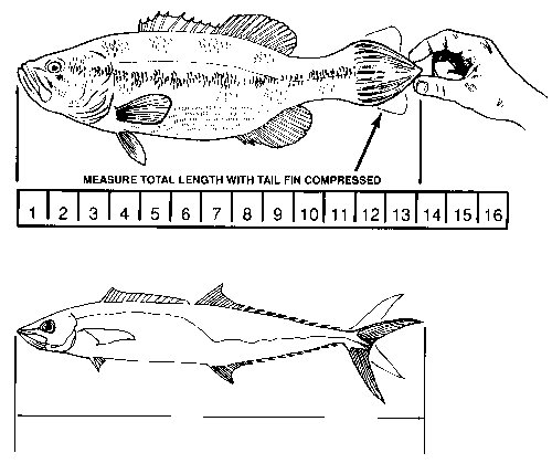 Diagram showing how to measure fish