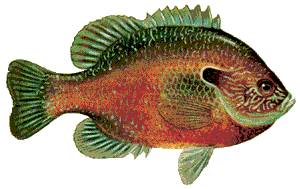 Drawing of Longear Sunfish (Lepomis megalotis)