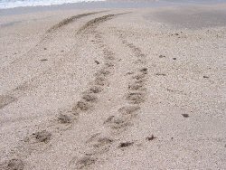 tracks of the kemps ridley turtle as it moves on 
	the beach