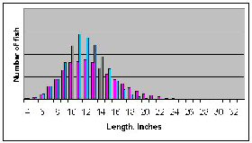 Figure 4b.  Distribution of length with heavy fishing pressure.