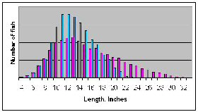 Figure 2b.  Distribution of length with light fishing pressure.