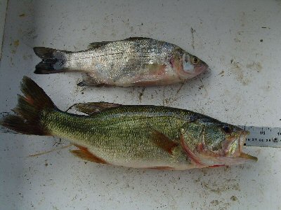 white bass above largemouth (black) bass