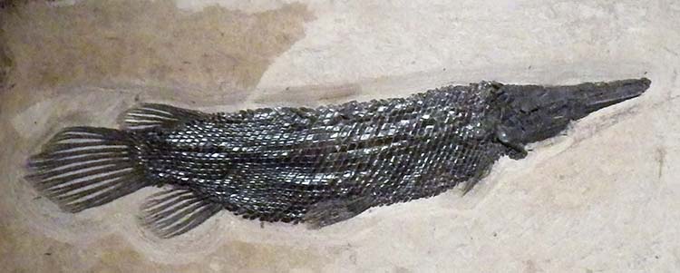 fossil ancestor of alligator gar