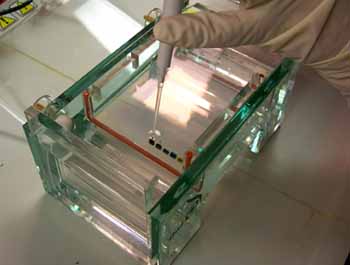 Gloved hand places dyed samples in prepared gel.