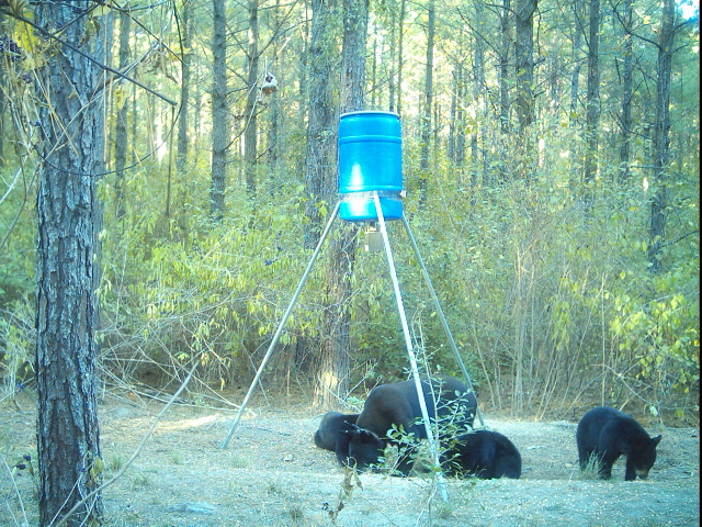 Black bears at deer feeder eating fallen feed