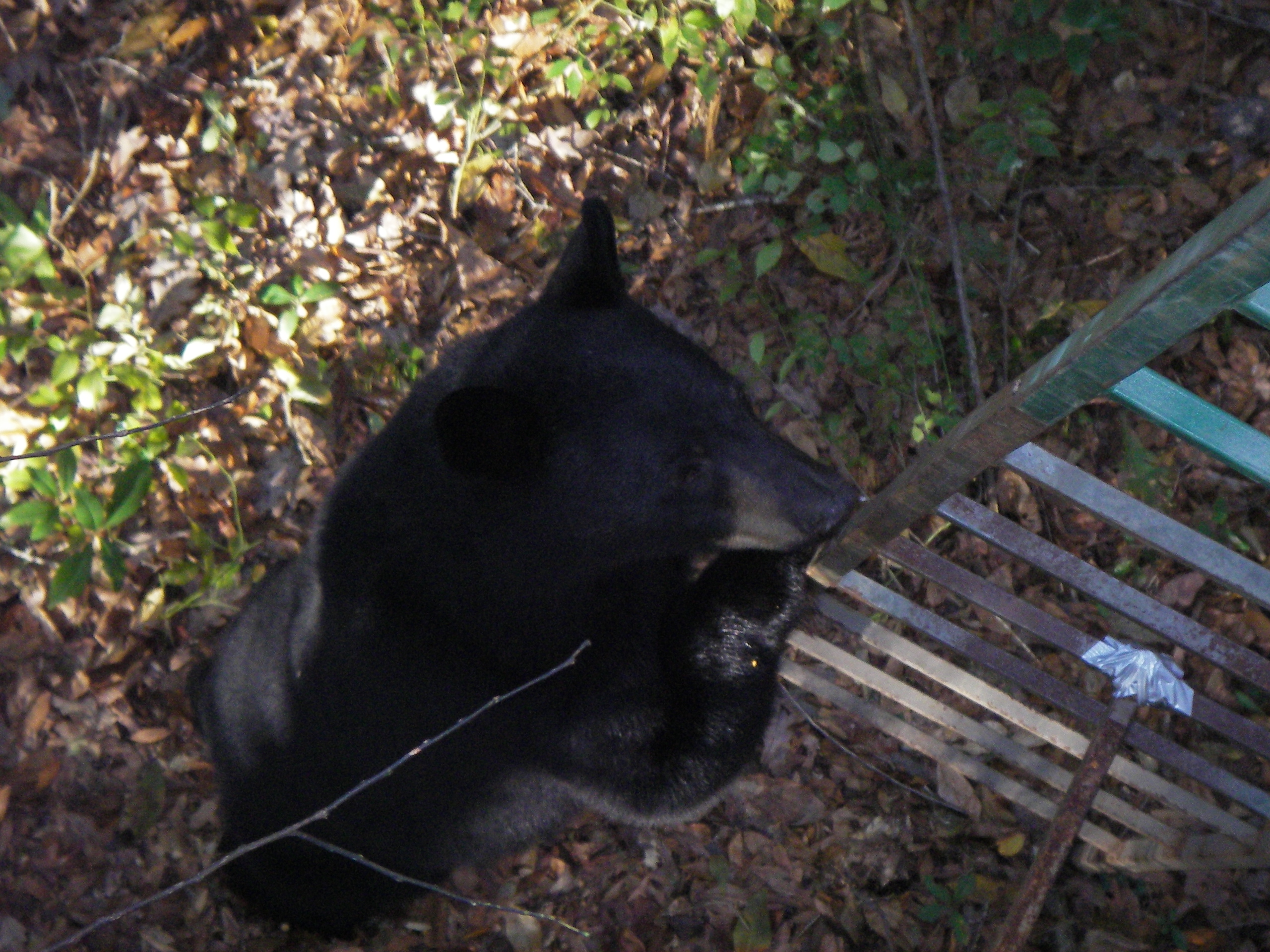 Black bear looking over wire fence