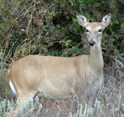 White-tailed doe at Matador. White-tailed doe at Matador.