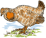 Line art of Attwater's Prairie Chicken