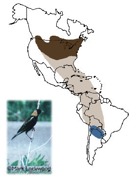 Bobolink - Breeding range includes the northern half of the U.S. east of the Rocky Mountains plus the southern fringes of Canada.  The species migrates over the Gulf of Mexico and through Central America and much of South America.  Its wintering range includes grassland portions of Bolivia, Paraguay, and Chile, but the bulk of the population winters in northern Argentina.