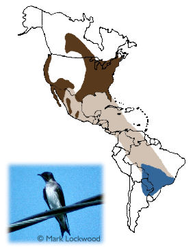 Purple Martin - Breeding range includes the eastern half of the U.S. east of the Rocky Mountains plus parts of central Canada.  The species occurs disjunctly in the Desert Southwest and Pacific Coast region.  The species migrates either over or around the Gulf of Mexico and through Central America and much of South America.  The bulk of its wintering range includes Paraguay and southeastern Brazil.