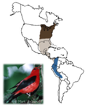 Scarlet Tanager - Breeding range includes the eastern third of the U.S. and the southeastern fringes of Canada.  The species migrates over the Gulf of Mexico and through Central America.  Its wintering range includes the Andes from Colombia south to Bolivia.