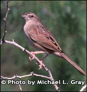 Photo of Botteri's sparrow, Copyright Michael L. Gray