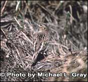 Photo of Grasshopper Sparrow, Copyright Michael L. Gray