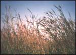 Long Prairie Grasses