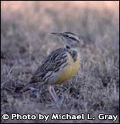 Photo of Western Meadowlark, Copyright Michael L. Gray