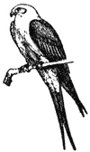 A sketch of Swallow-tailed Kite