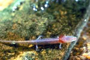 Photograph - Barton Springs Salamander (Eurycea sosorum)