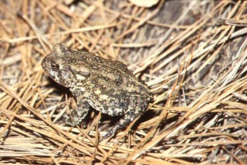 Photograph - profile of Houston Toad (Bufo houstonensis)