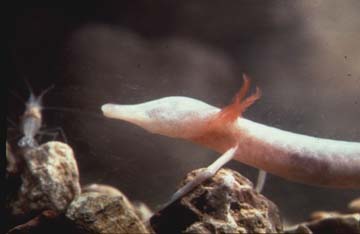 Photograph of the Texas Blind Salamander