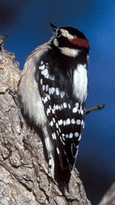 Photograph of the Downy Woodpecker