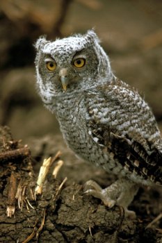 Photograph of the Eastern Screech Owl