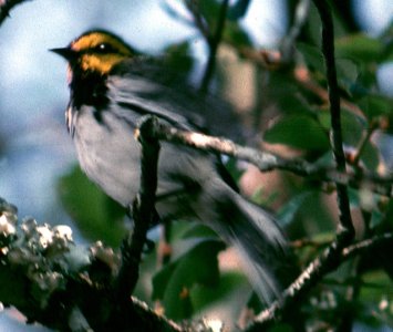 Picture of Golden-cheeked Warbler (Setophaga chrysoparia)