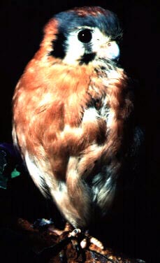 Photograph of the American Kestrel