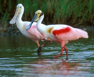 Photograph - Roseate Spoonbill (Ajaia ajaia)