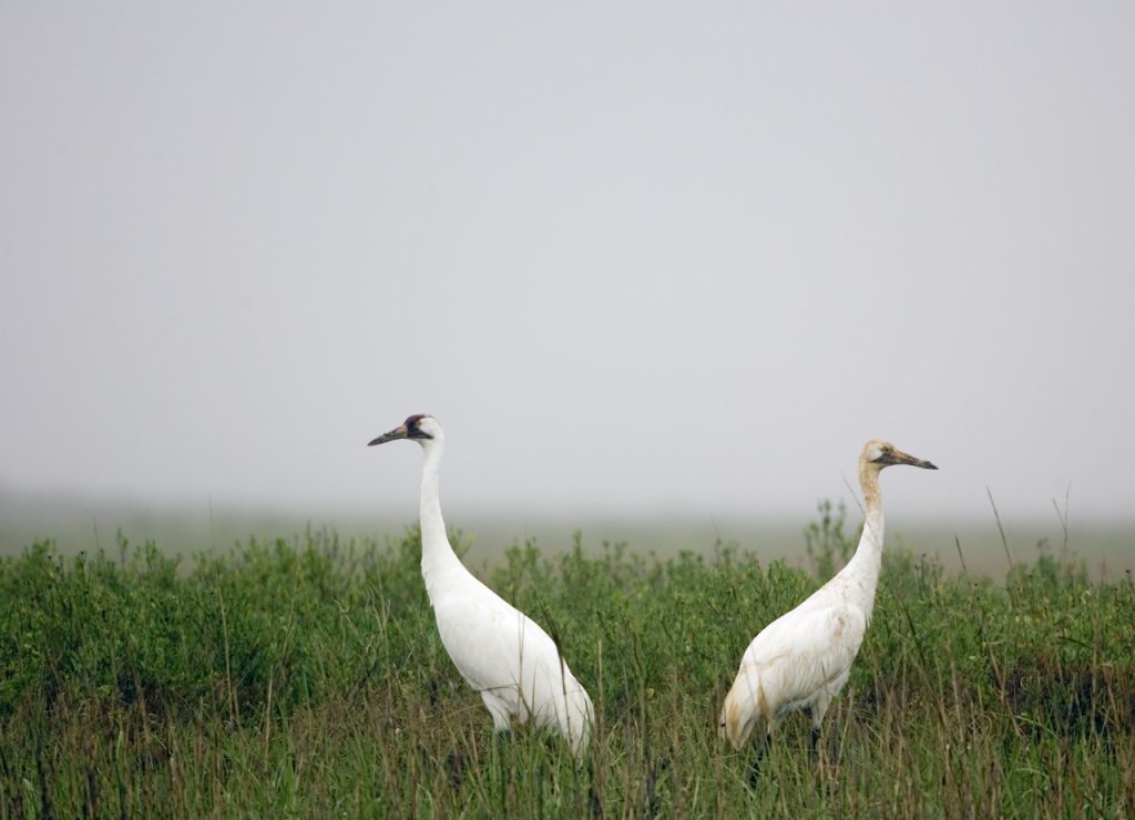 Where do whooping cranes live?
