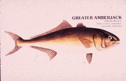 Drawing of greater amberjack