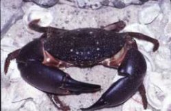 photo of stone crab