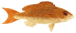 Drawing of vermilion snapper