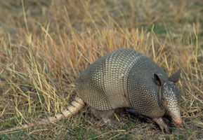 Photograph of the Armadillo