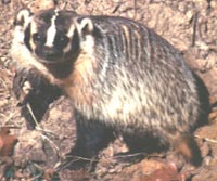 Photograph of the Badger