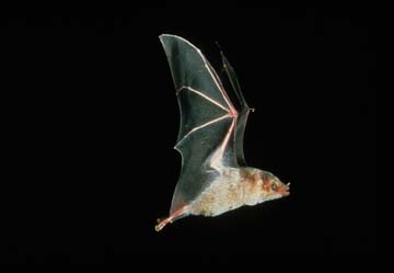 Picture of Mexican Long-nosed Bat (Leptonycteris nivalis)