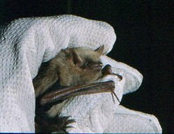 Photograph of the Eastern Pipistrelle