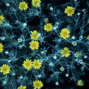 Photograph of the Ashy Dogweed