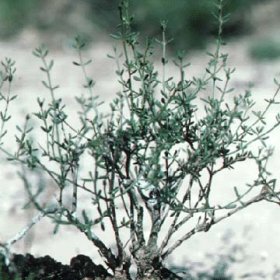Photograph of the Johnston's Frankenia