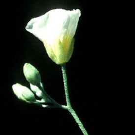 Photograph of White Bladderpod