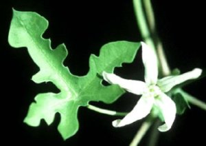 Photograph of the Walker's Manioc