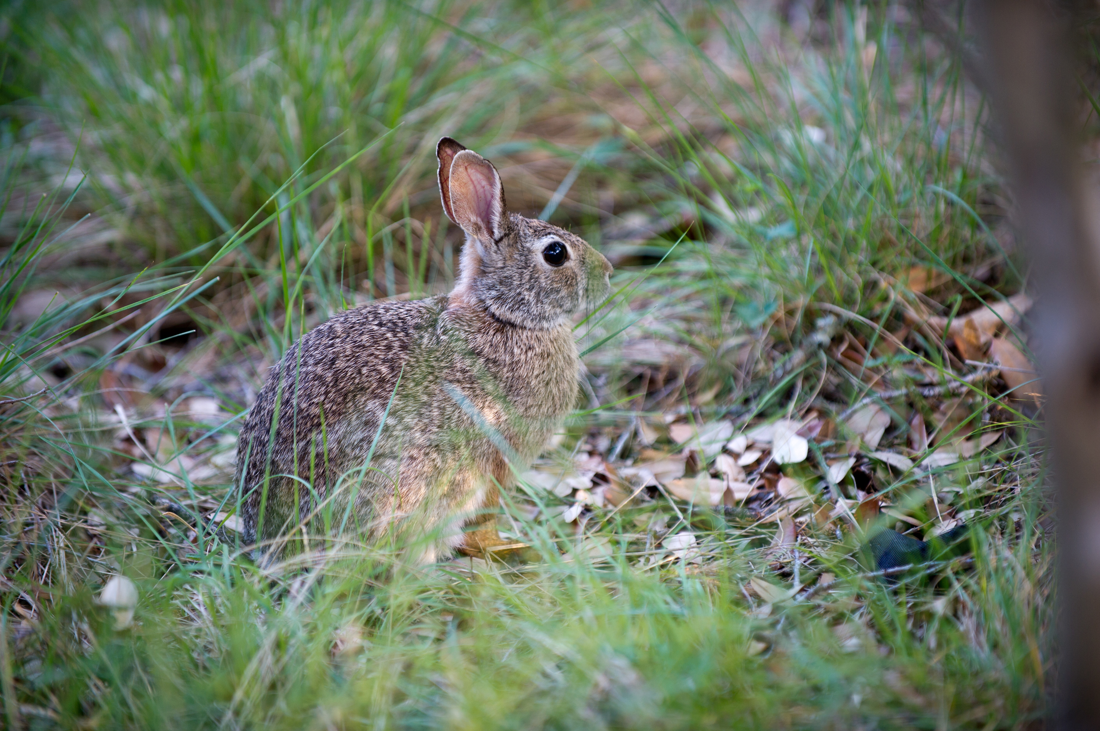 Cottontail Rabbit