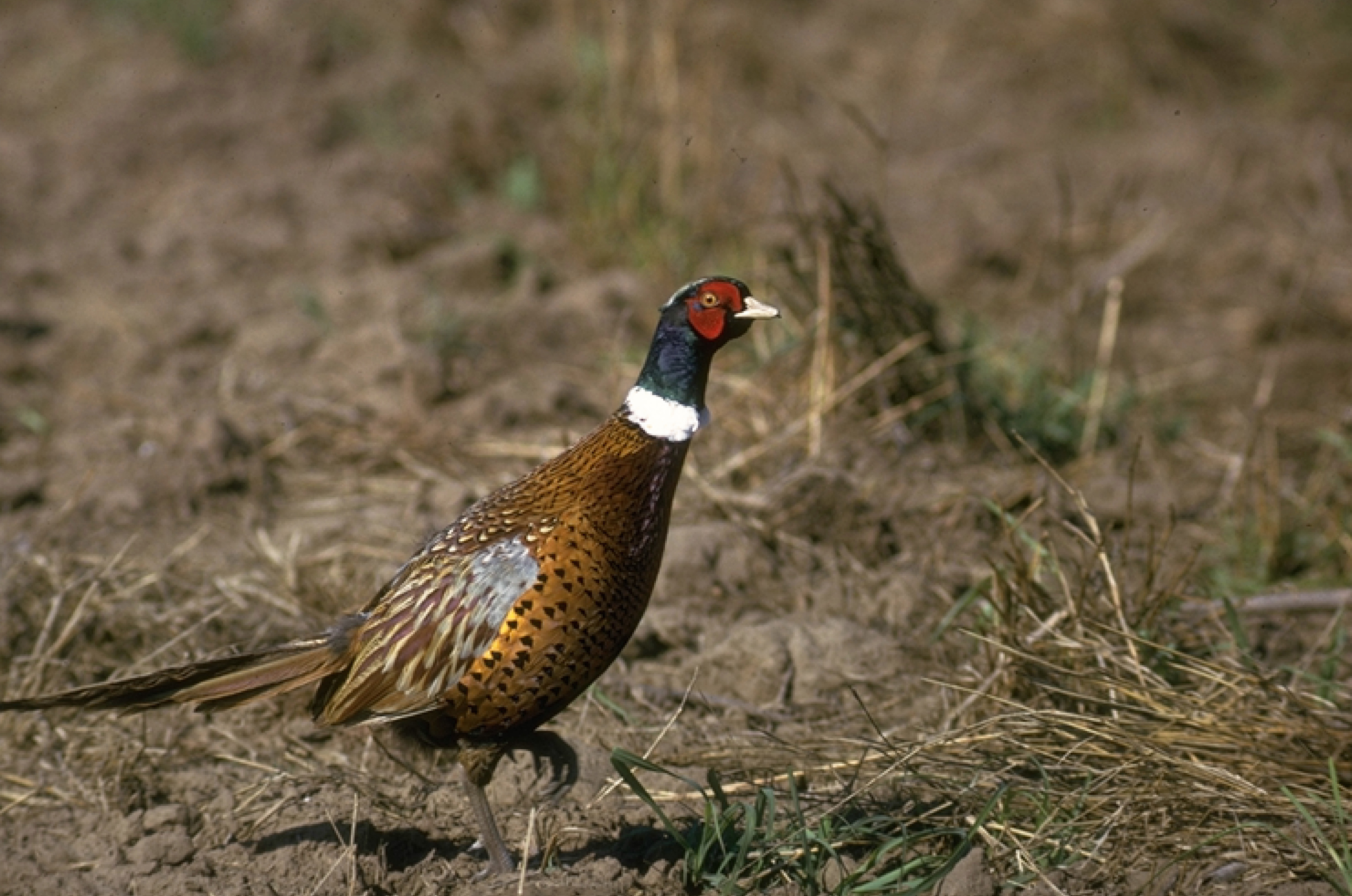 pheasant