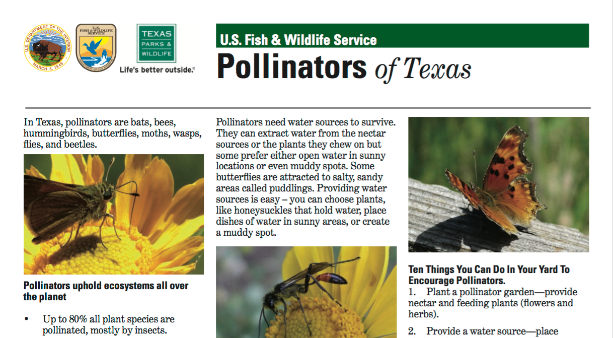 Pollinators of Texas Fact Sheet
