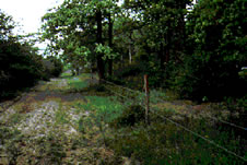 Post Oak Woodland vegetation