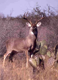 texas deer south wildlife tailed harvest data buck hunting ranches bulldozers iconic boundaries disputes legal deeranddeerhunting district