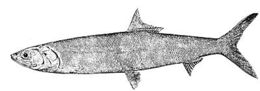 drawing of Ladyfish